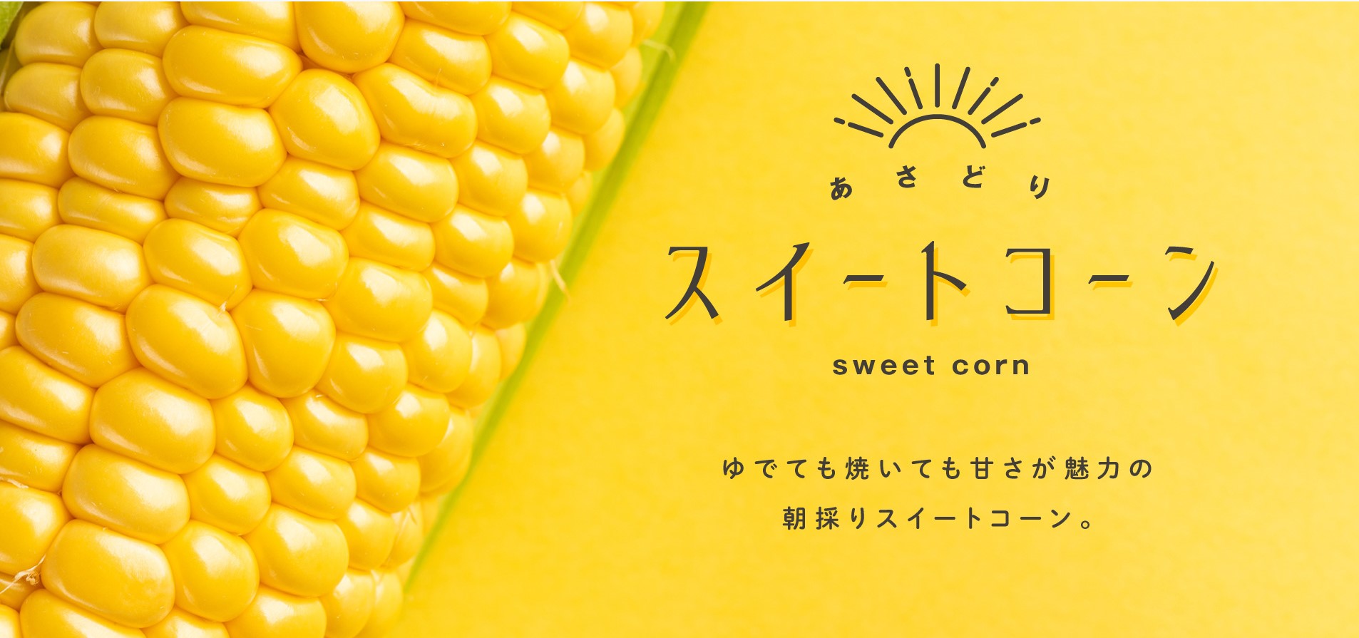 野菜直販サイト「やさいと」の新鮮なフレッシュスイートコーン　イエロークィーン