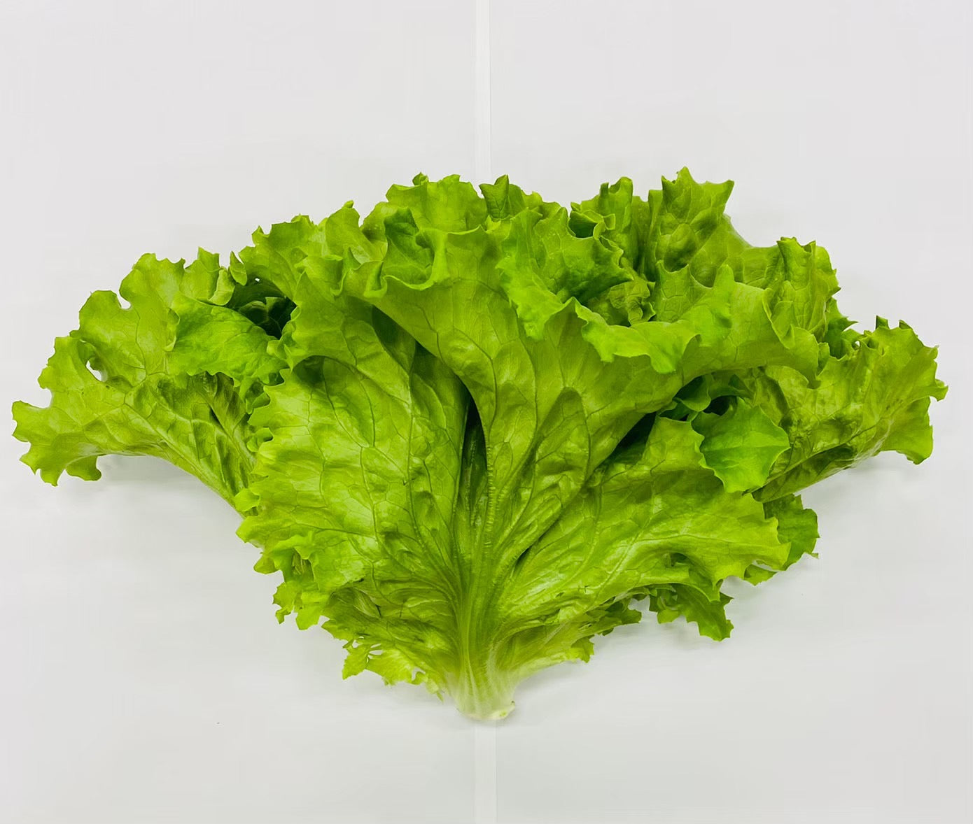 野菜直販サイト「やさいと」の新鮮なフレッシュ野菜 グリーンリーフ　15玉　（容量　4kg）