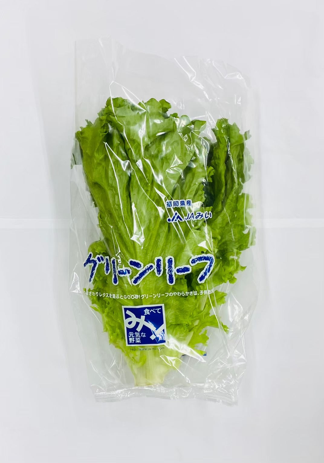野菜直販サイト「やさいと」の新鮮なフレッシュ野菜 グリーンリーフ（袋）　15玉　（容量　4kg）